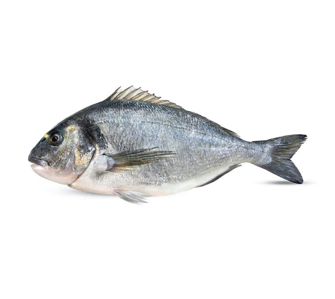 Dorada